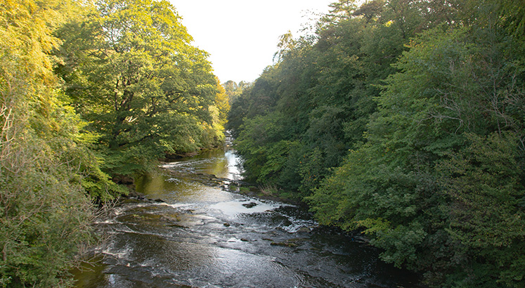 A river with trees
